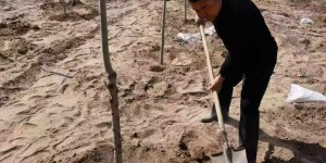 王朝阳：苦水滩上植绿色 沙漠腹地筑屏障
