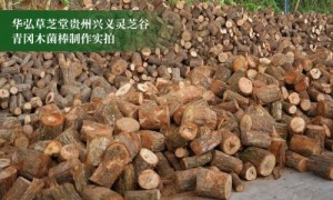 曝光行业水深！华弘草芝堂联手腾讯打响灵芝滋补行业信任革命第一枪